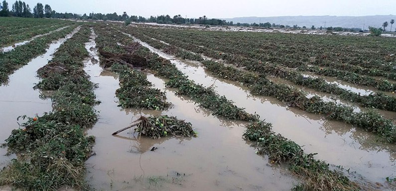 تشدید فعالیت سامانه بارشی و خسارت به محصولات کشاورزی در ۱۱ استان