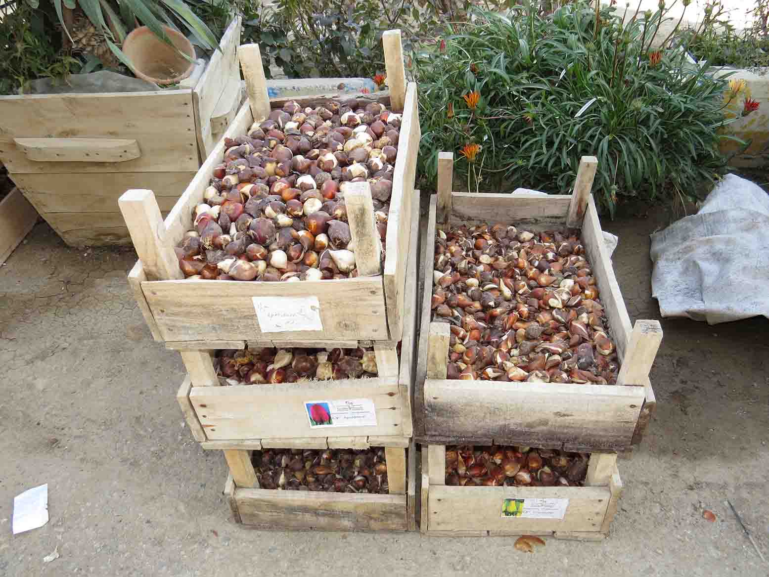 ۶۴ هزار لاله در شمال تهران می‌روید