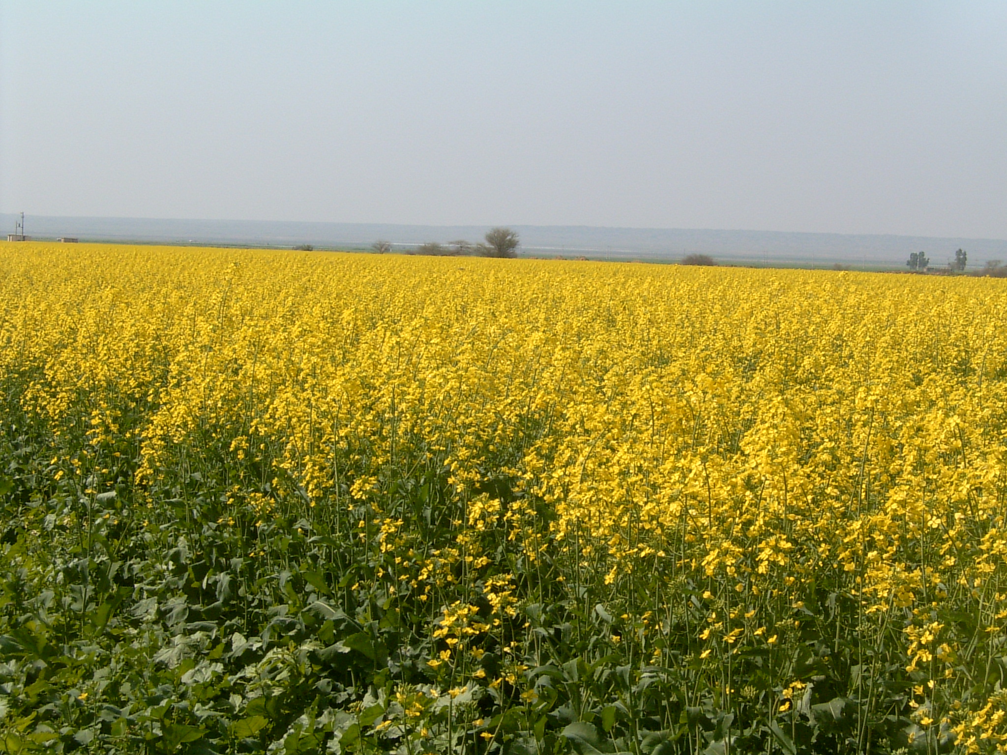 خسارات سرمازدگی در مزارع کلزا قابل توجه نیست