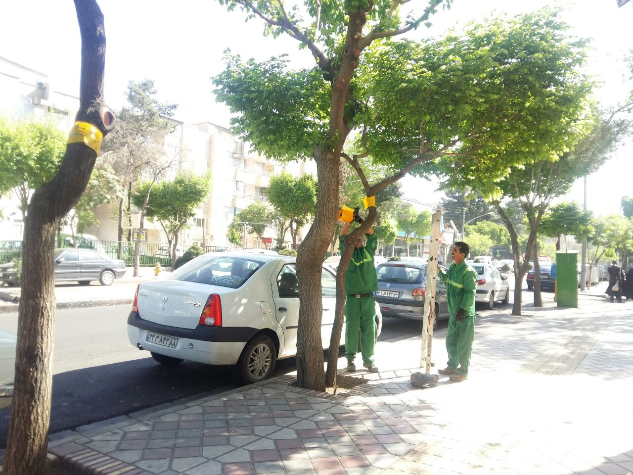 درختان جنوب تهران تحت پایش آفت‌های بهاری است