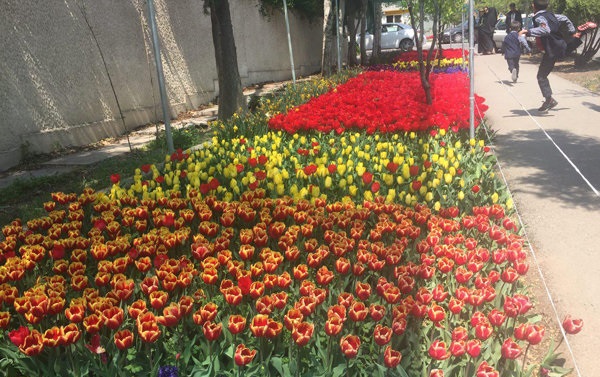 تجلیل شهرداری منطقه۲ تهران از پزشکی که به یاد مادرش گل لاله می‌کارد