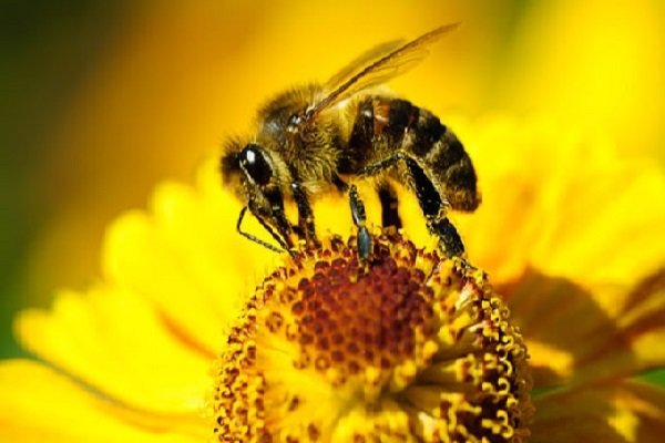 تولید سالانه ۱۱۵ هزار تن عسل در کشور