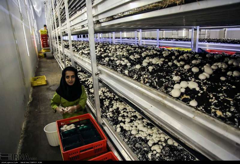 الزام واحدهای تولیدی به عرضه قارچ فله‌ای برچسب دار