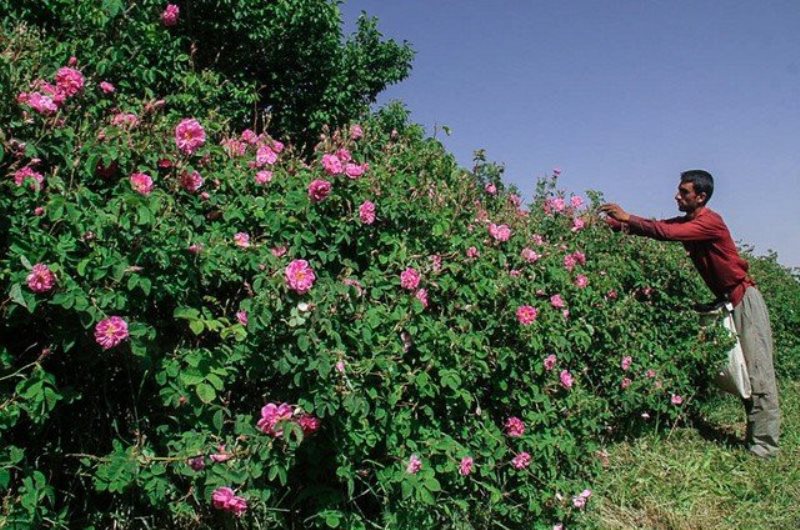 برگزاری جشنواره فرهنگی گل محمدی در مهریز یزد