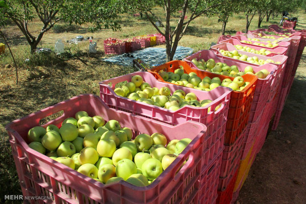 تولید سیب درختی نسبت به سال گذشته حدود تا ۴٠ درصد کاهش داشته است