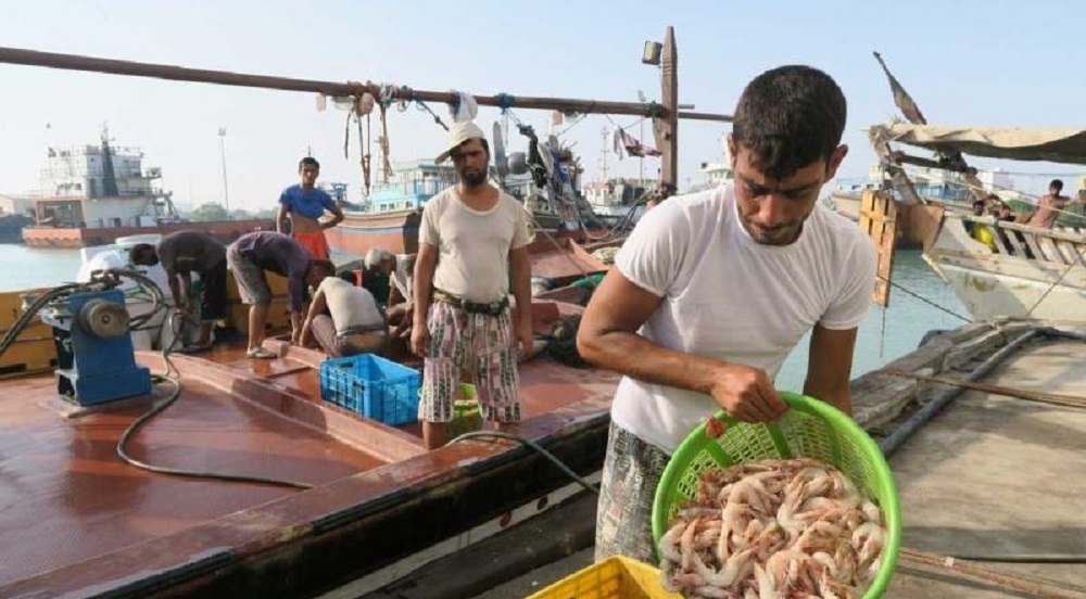 ایجاد پنج شهرک پرورش میگو در استان هرمزگان