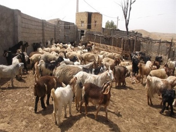 عشایر ۲۰۰ هزار تن گوشت در سال تولید می‌کنند