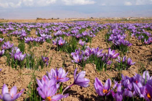 ۲ تن و ۶۰۰ کیلوگرم محصول خشک زعفران در یزد تولید شد