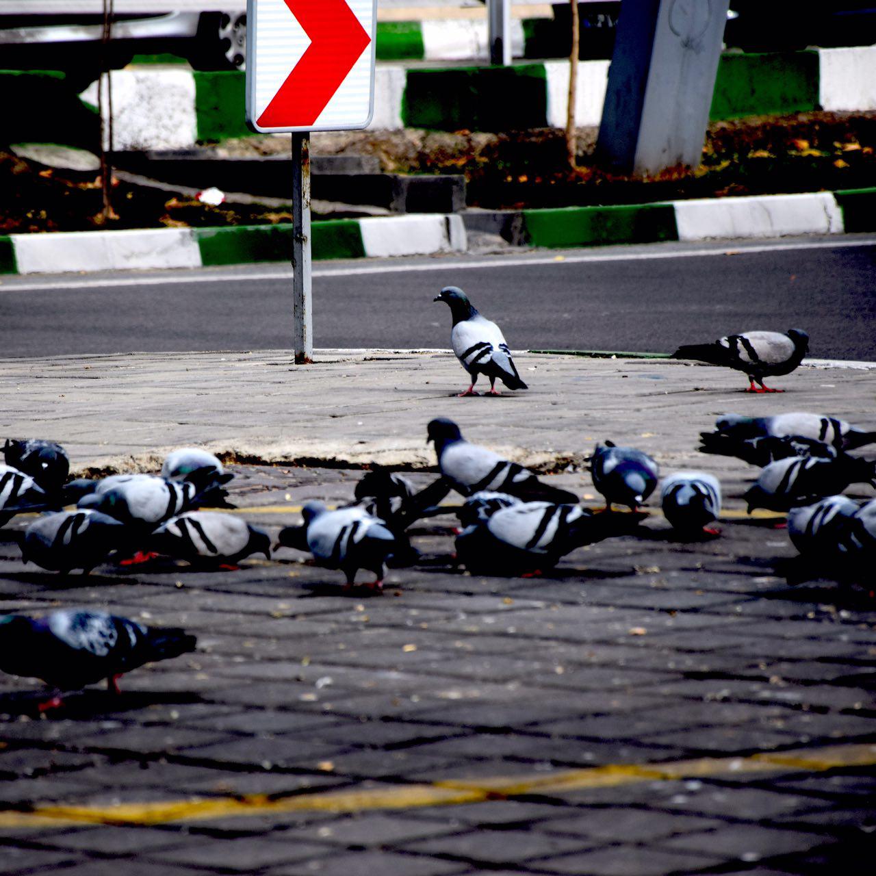 طرح حمایت از پرندگان در فصل سرما در شمال تهران