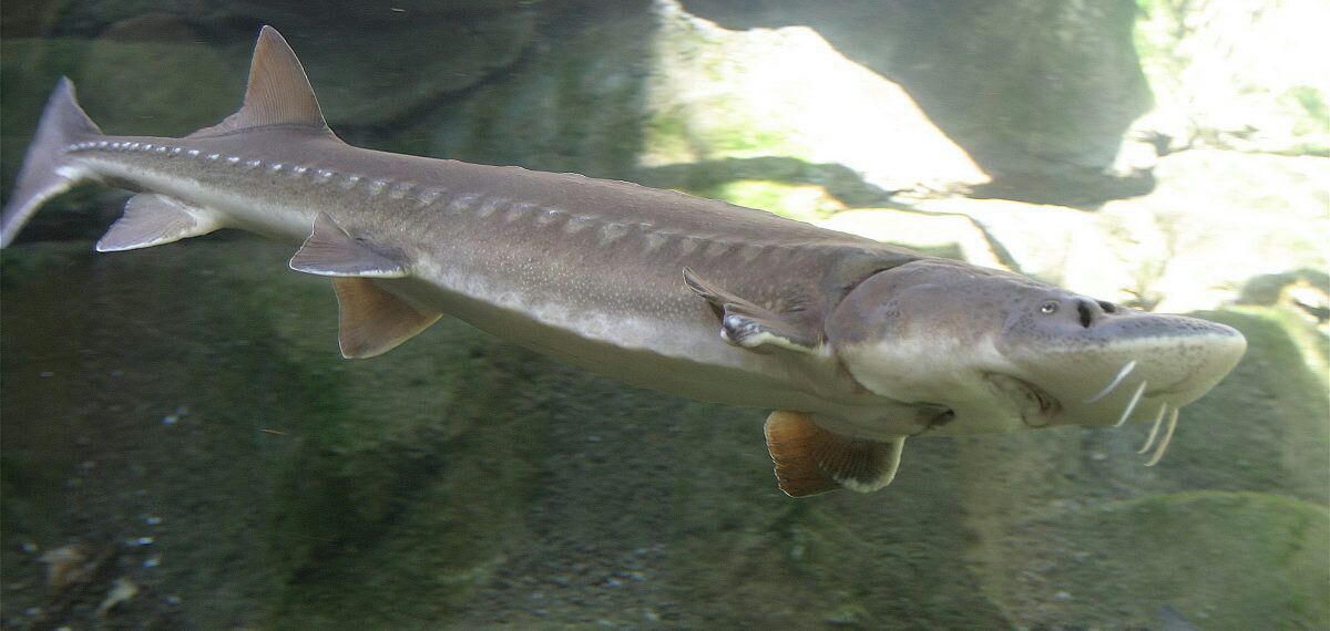 ابلاغ برنامه توسعه زنجیره پرورش ماهیان خاویاری