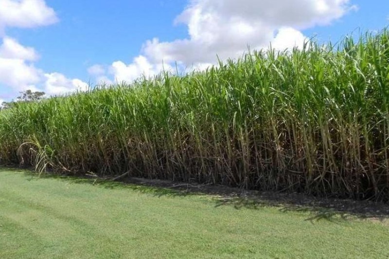 نخستین کانون هماهنگی دانش، صنعت و بازار قندوشکر خوزستان ثبت شد