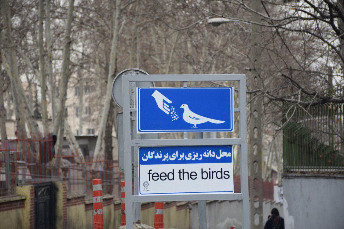 سه محل دانه ریزی برای پرندگان جانمایی شد