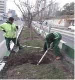 تزریق کود و مواد مغذی با استفاده از روش بیولیفت در منطقه ۲ شهرداری تهران