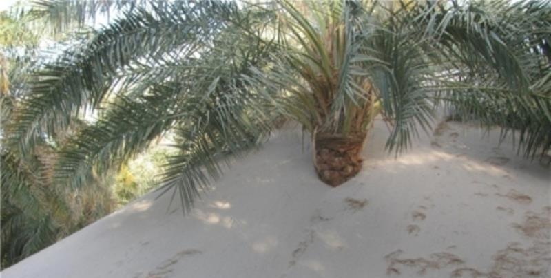 نخل های شرق کرمان ایستاده می میرند