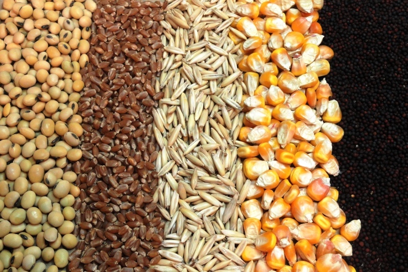 واردات نهاده‌های دامی به بندر امام خمینی ۲۰ درصد افزایش یافت