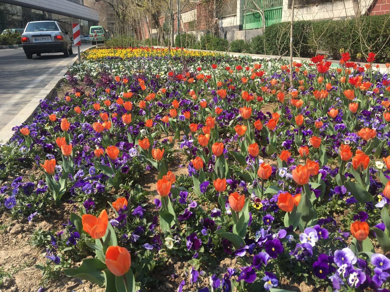 کاشت گل‌های لاله، یاس، شب بو، همیشه بهار و بنفشه در قلب پایتخت