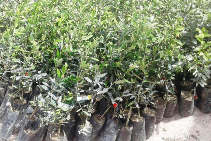 توزیع ۱۴ هزار اصله نهال و اندام تکثیری از ارقام برتر گیاهی