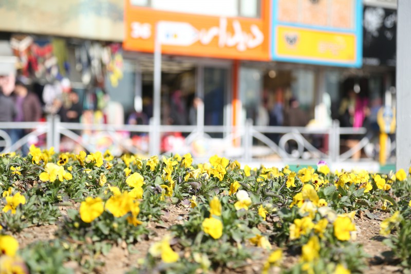 کاشت ۱۷۵۰۰ متر مربع نسترن سفید و رزهفت رنگ در بلوار کشاورز