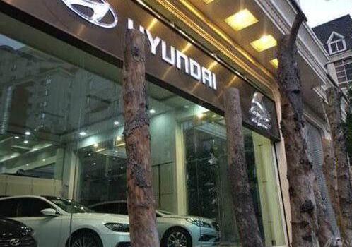 خشک کردن درخت برای مالک متخلف در منطقه یک شهرداری تهران