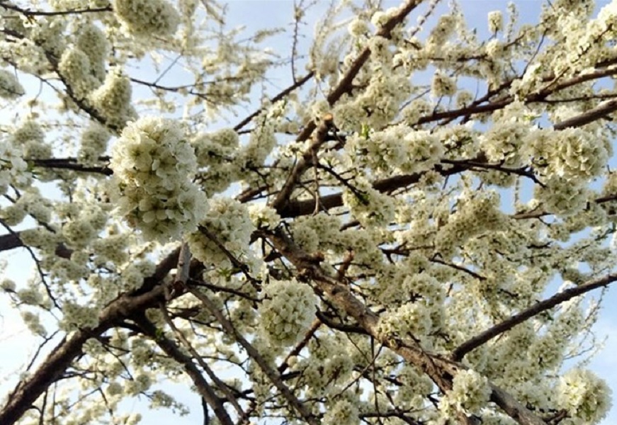 تداوم سرمای شبانه در ۵ مرکز استان