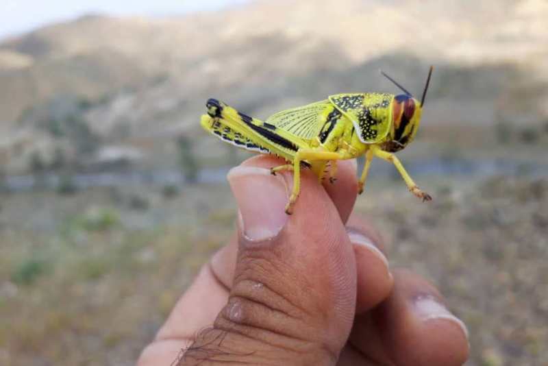 مبارزه با ملخ صحرایی در ۱۸۰ هزار از اراضی کشور