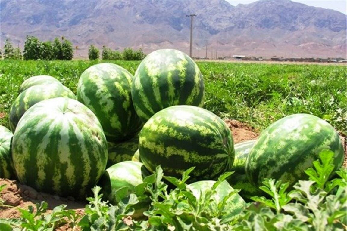 جزئیات افزایش قیمت محصولات کشاورزی در سال ۹۷ اعلام شد