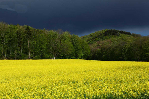 نرخ خرید تضمینی دانه‌های روغنی تعیین شد