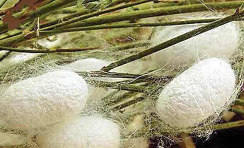 قیمت خرید توافقی هر کیلوگرم پیله ابریشم ۷۵۵۰۰ تومان اعلام شد