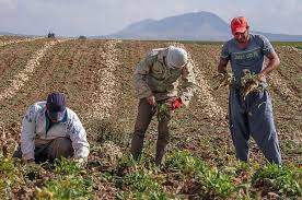 حمایت از چغندرقندکاران در قالب کشاورزی قراردادی