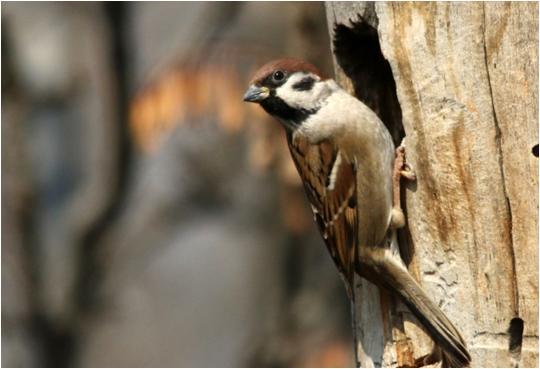 بانک اطلاعاتی جامع تنوع زیستی منطقه یک تدوین شد