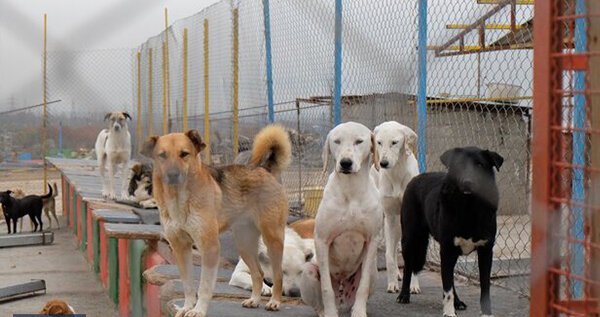 رفع نواقص نقاهتگاه سگ‌های بدون صاحب کهریزک تا ۱۰ روز دیگر