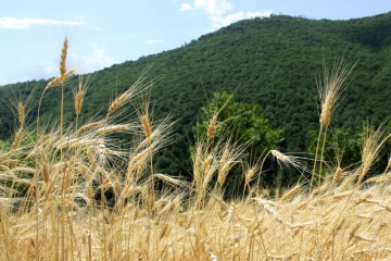 واگذاری ۳۰۰ هزار هکتار اراضی ملی برای ساخت مسکن