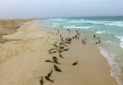 مرگ مشکوک ۲۰۰ دلفین در سواحل آفریقا