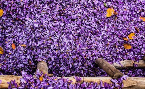 پیش‌بینی می‌شود امسال حدود ۴۰۰ تن زعفران در کشور تولید شود