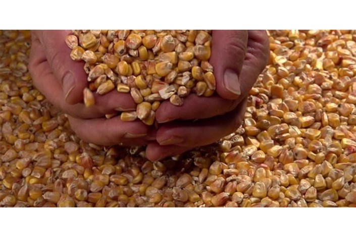 آخرین وضعیت واردات و موجودی ذرت