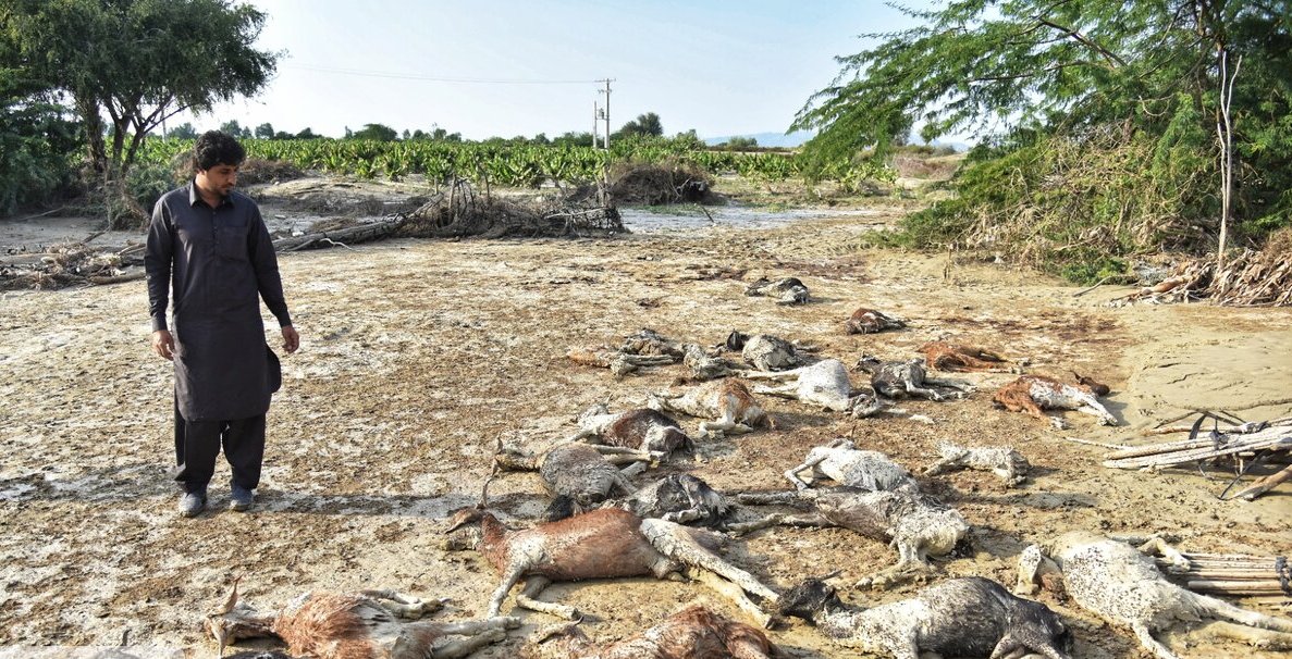 یک میلیون رأس دام در سیستان و بلوچستان درگیر سیل هستند