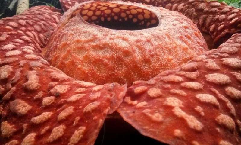 بزرگ ترین گل جهان در جنگل‌های بارانی اندونزی شکفته شد