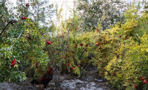 باغات حریم منطقه2 صاحب شناسنامه شدند