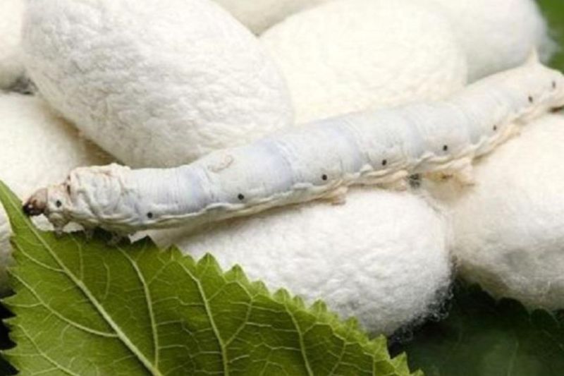 پرورش پاییزه کرم ابریشم در ۱۰ استان کشور