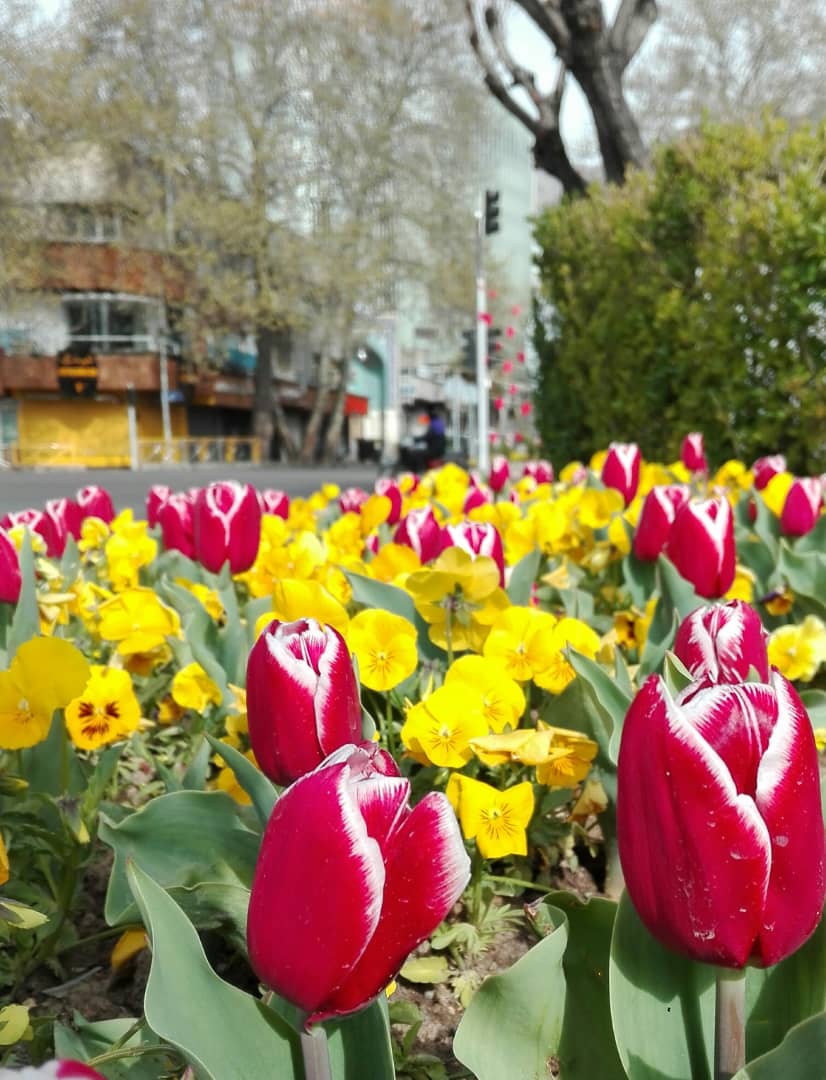2هزار متر مربع گل فرش در شمال تهران اجرا شد