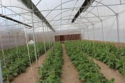 راه‌اندازی ۱۲ واحد گلخانه در مهرستان با تسهیلات بانک اقتصاد نوین