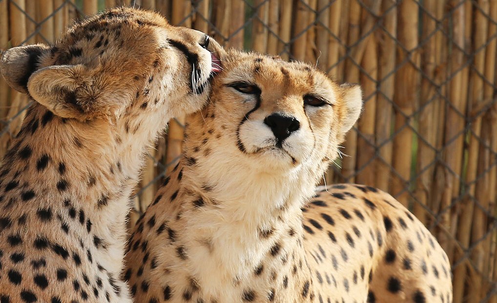 توله یوز «ایران» اردیبهشت ۱۴۰۲ به دنیا می‌آید