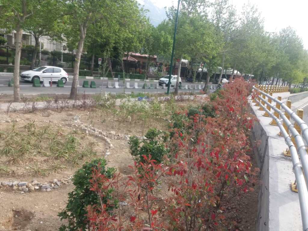 8 هزار اصله درخت و درختچه در شمال تهران غرس شد