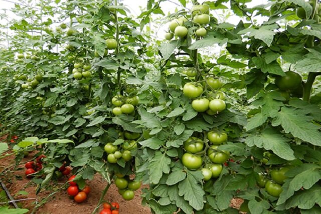 خشکسالی ادامه‌دار، ضرورت اجرای الگوی کشت را دوچندان می‌کند