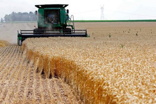 گندم در یک سال اخیر ۵۶ درصد گران شد
