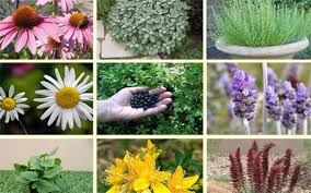 ارزآوری ۴۰ میلیون دلاری صادرات گل و گیاهان زینتی ایران