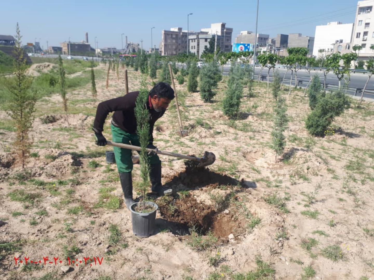 کاشت درخت و درختچه‌های مقاوم به کم آبی در فضاهای سبز منطقه ۲۰ 