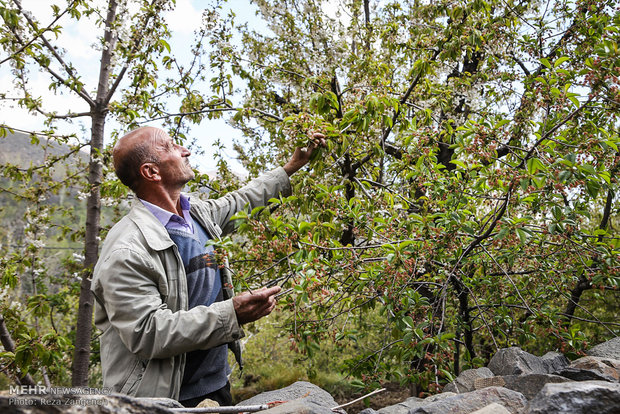 پیش‌بینی صادرات ۴۲۰ میلیون دلاری محصولات کشاورزی آذربایجان‌شرقی