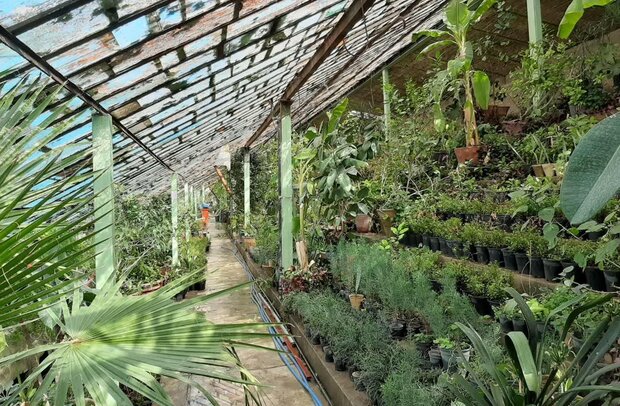 ۴۷ هزار تن برگ سبز چای از چایکاران خریداری شد