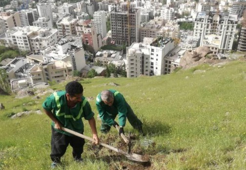 ۳ هزار مترمربع از فضای سبز رفیوژهای معابر اصلی منطقه۲ بازپیرایی شد